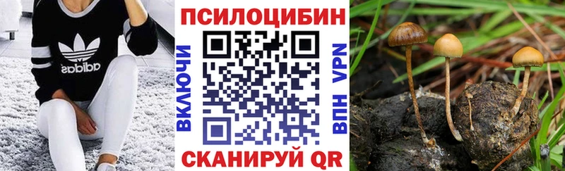 Купить  Александровское  Псилоцибиновые грибы Psilocybe 